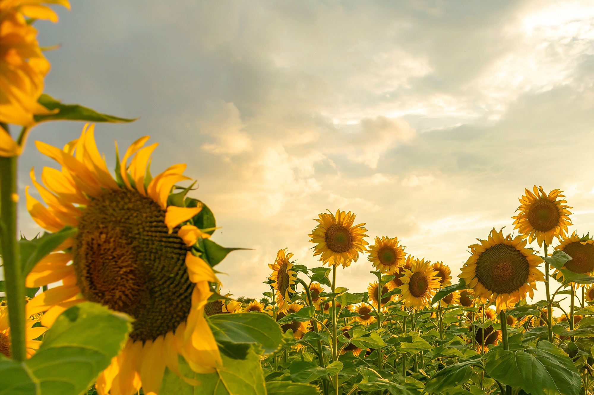Rubidium Healthcare South Manchester & Cheshire rubidium home healthcare sunflowers